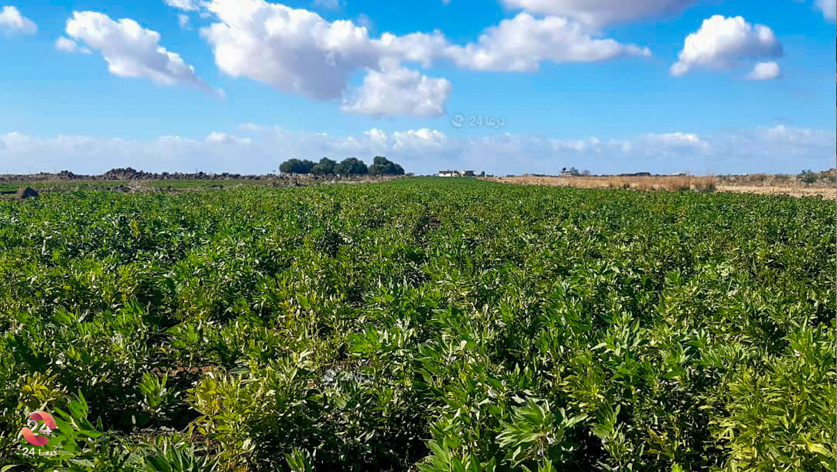 مشروع زراعة الفول في بلد الشجرة في ريف درعا الغربي