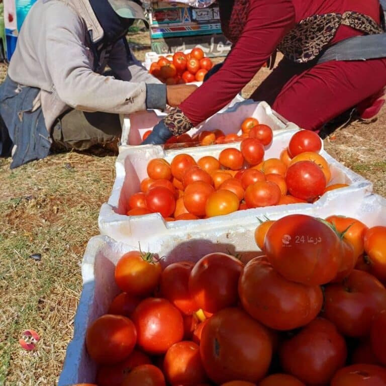 عاملات في المشاريع الزراعية بريف درعا.