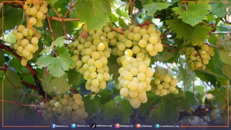 مزارع العنب بدرعا