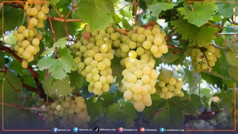 مزارع العنب بدرعا