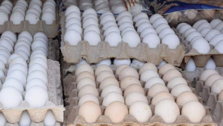 سعر طبق البيض يصل 60 ألف ليرة في درعا.