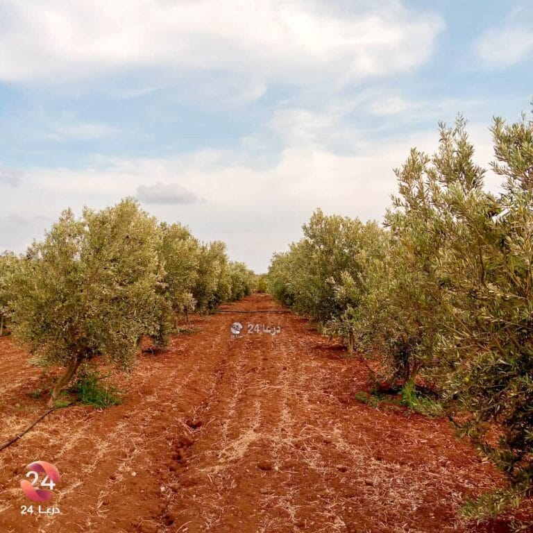 من أحد حقول الزيتون في محافظة درعا
