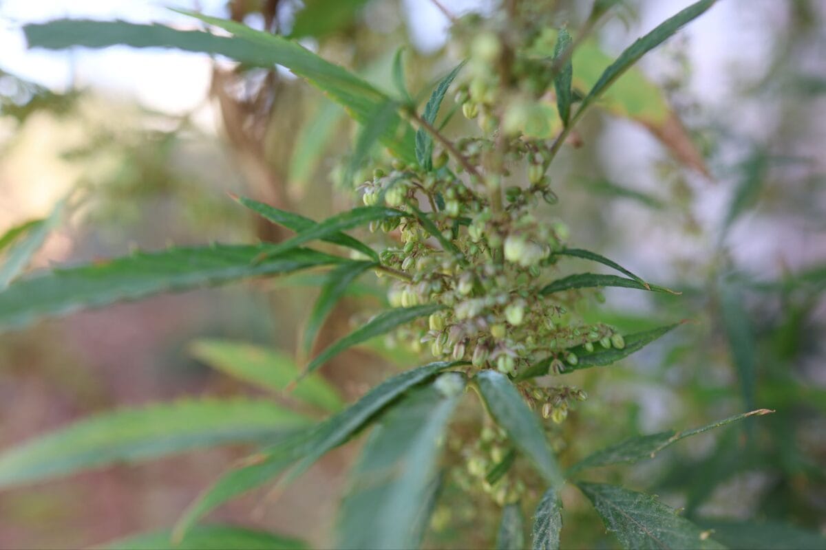 مكافحة المخدرات في درعا تُلقي القبض على متورط بزراعة نبتة القنب المستخدمة في صناعة الحشيش المخدّر