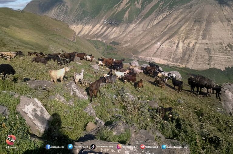 القناة 12 الإسرائيلية تتحدث عن تفاصيل سرقة الاحتلال لقطيع ماعز