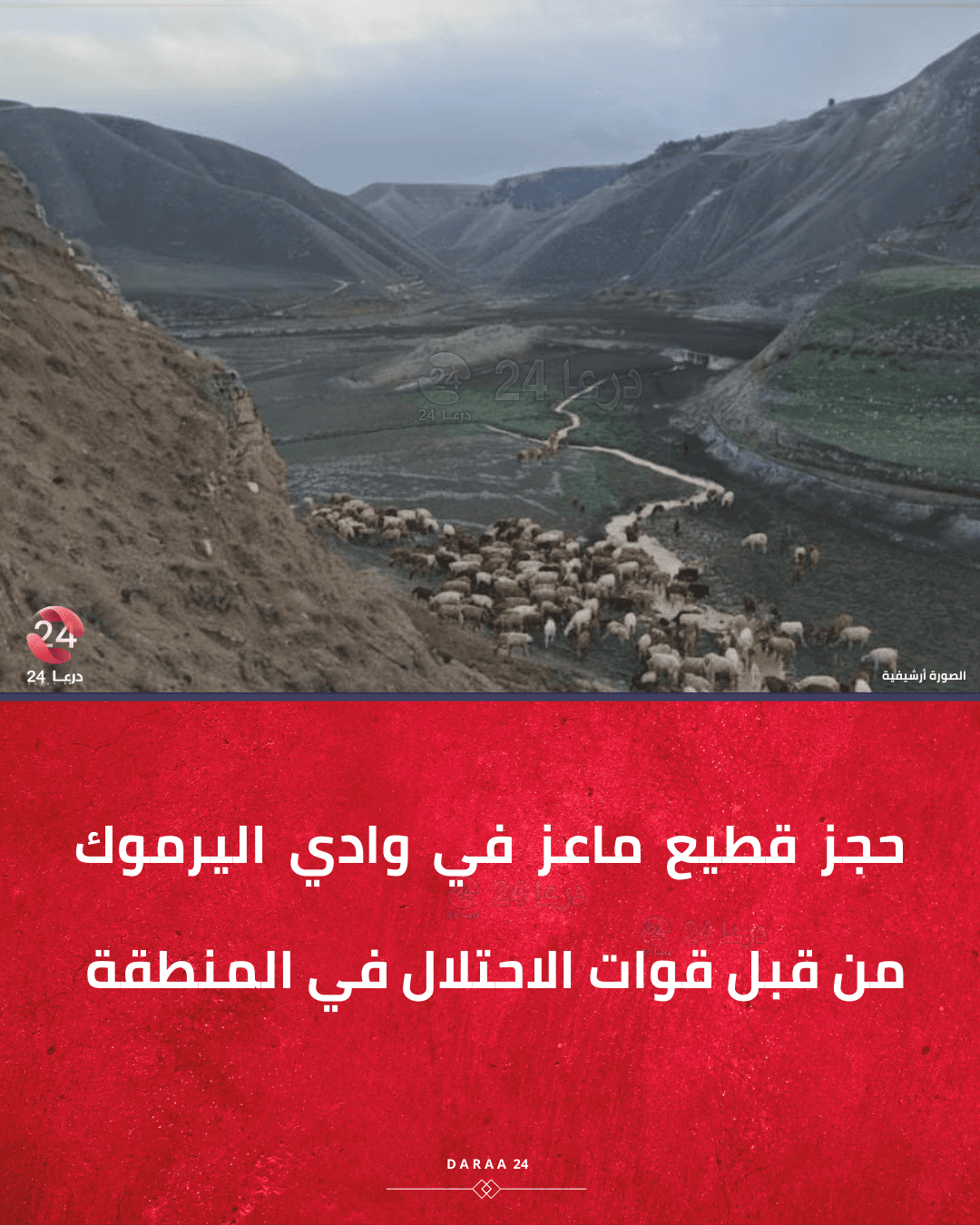 قطيع ماعز في وادي اليرموك