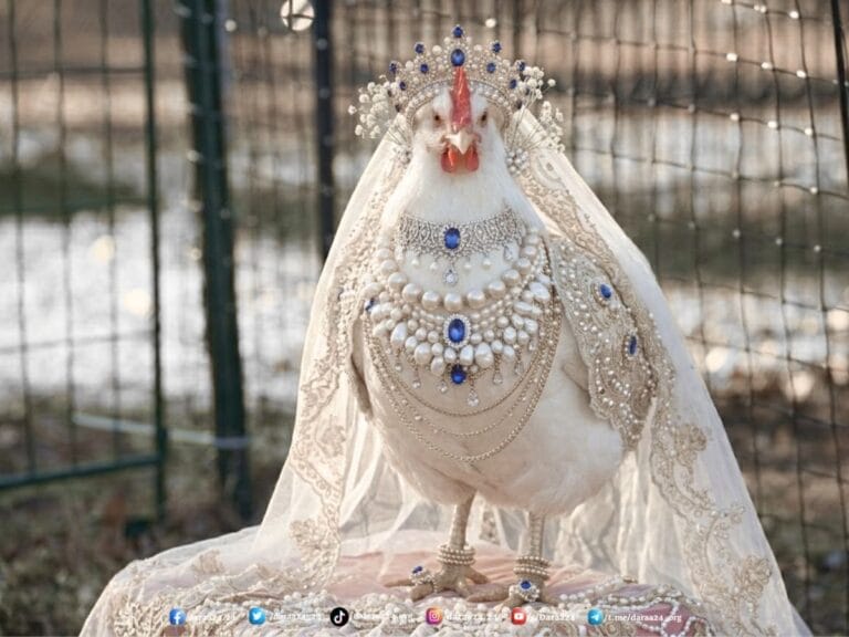 ارتفاع أسعار الفروج في أسواق درعا… والمستهلك أمام تحديات معيشية متزايدة