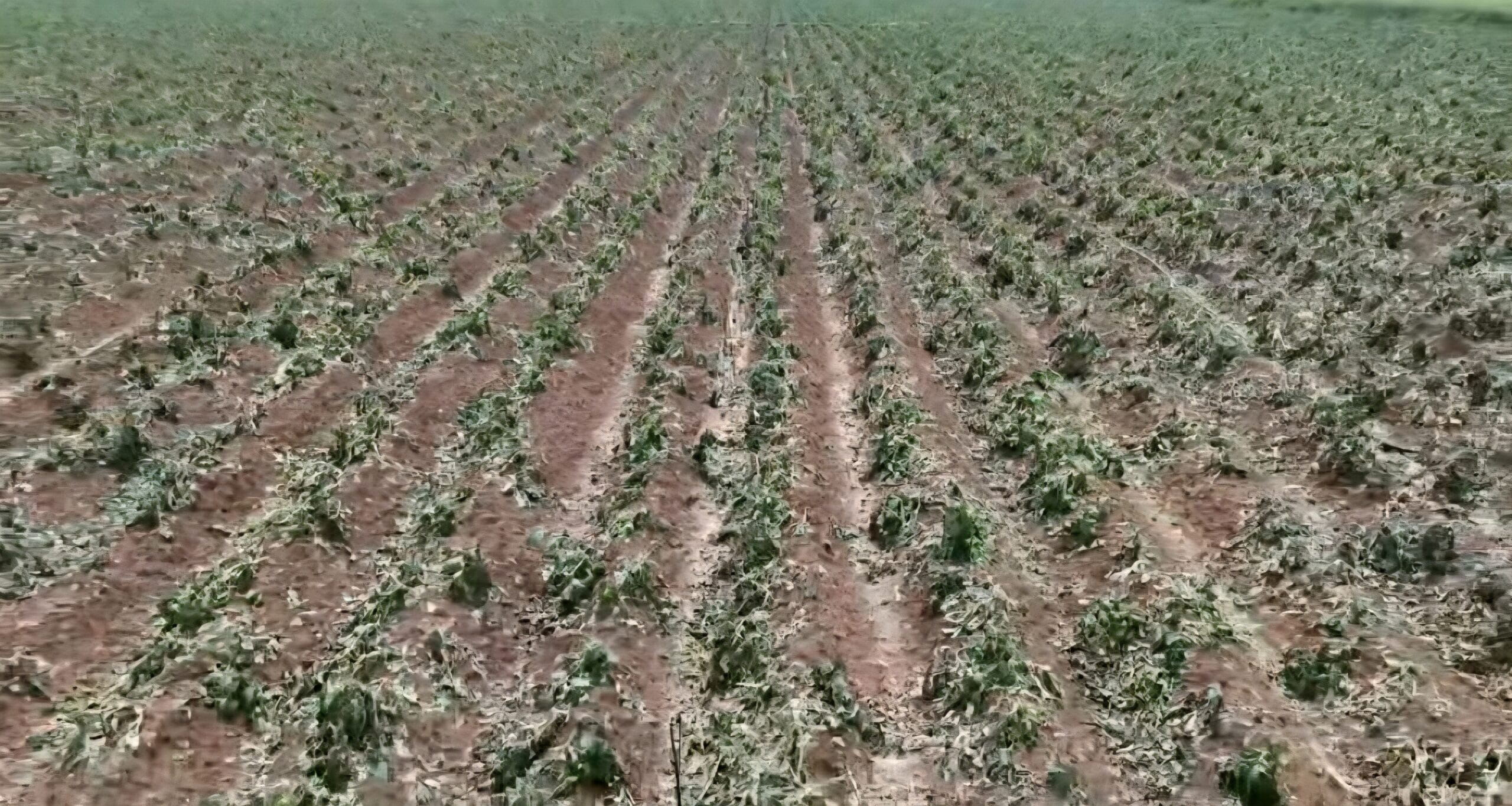 تقدير أولي لأضرار عاصفة البَرَد في بعض مناطق ريف درعا الغربي… والزراعة ترسل فرقاً ميدانية للتقييم