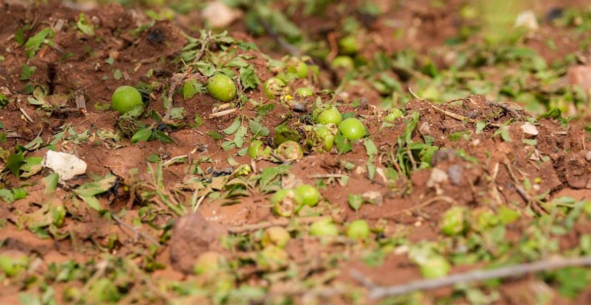 تضرر المحاصيل الزراعية نتيجة العاصفة الجوية في بعض مناطق الزريف الغربي من محافظة درعا 5
