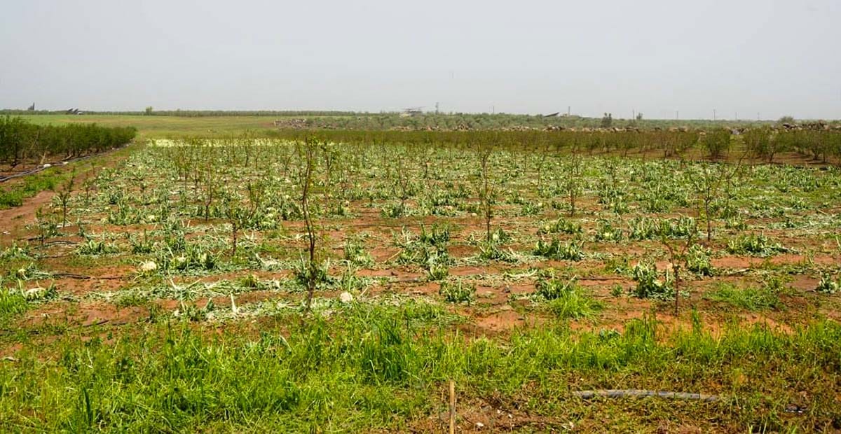 تضرر المحاصيل الزراعية نتيجة العاصفة الجوية في بعض مناطق الزريف الغربي من محافظة درعا 7 2