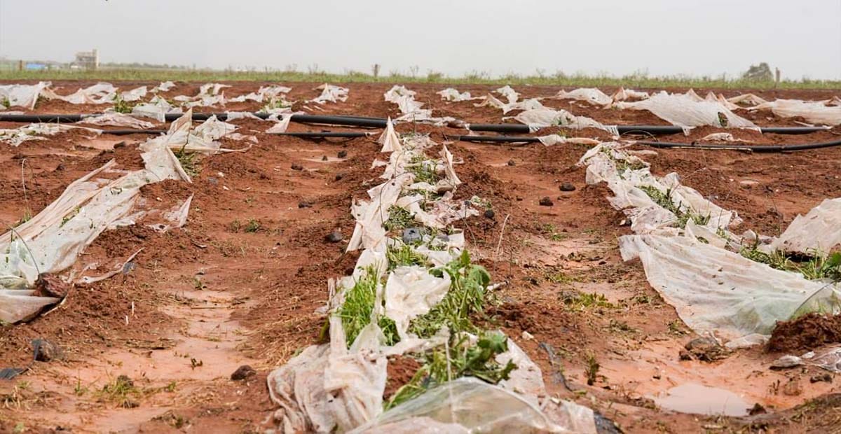 تضرر المحاصيل الزراعية نتيجة العاصفة الجوية في بعض مناطق الزريف الغربي من محافظة درعا 7 3