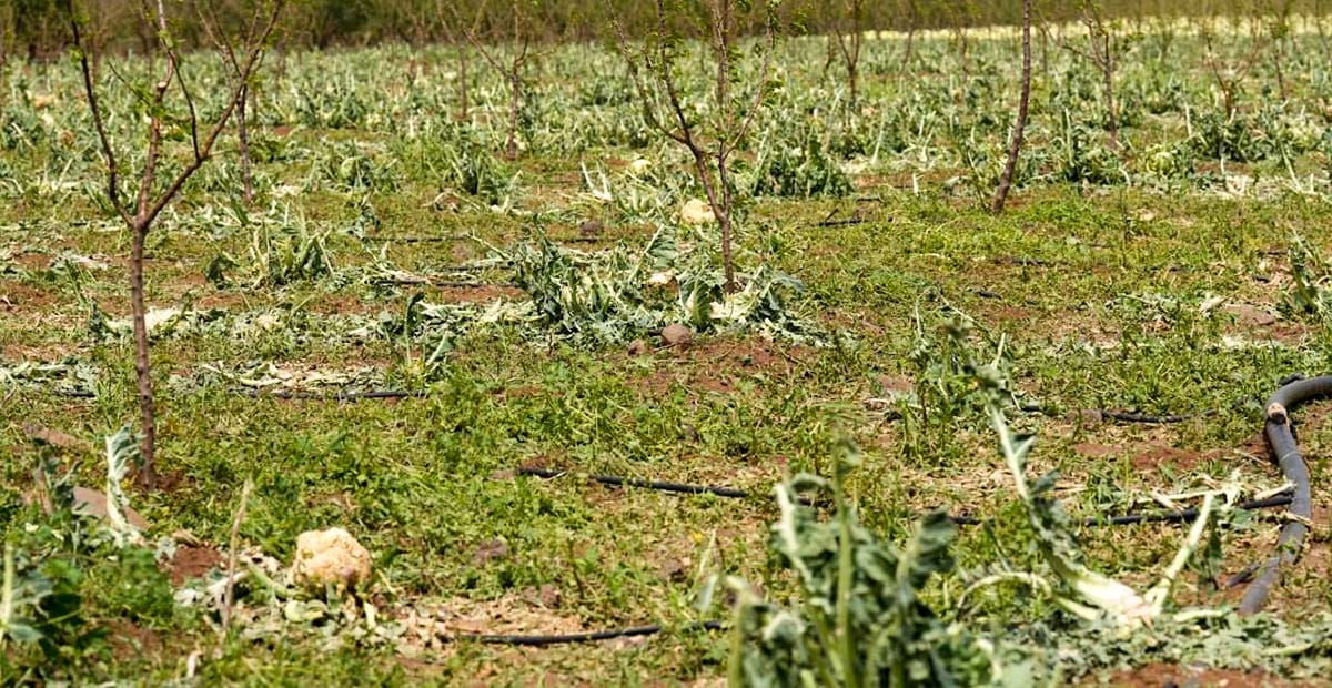تضرر المحاصيل الزراعية نتيجة العاصفة الجوية في بعض مناطق الزريف الغربي من محافظة درعا 7 4