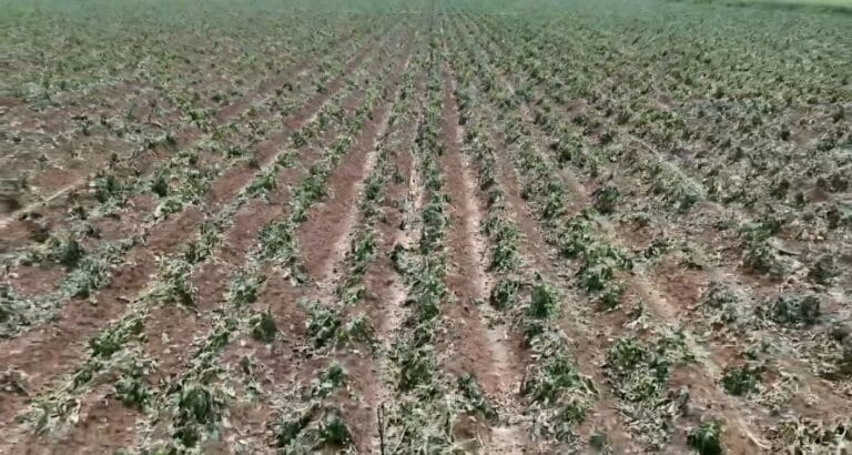 حقل مزروعات تضرر جراء العاصفة البردية