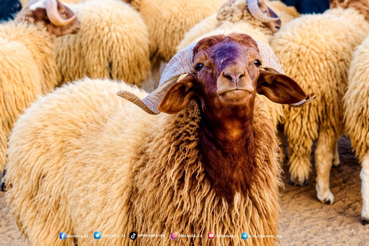 ارتفاع أسعار الأضاحي في درعا إلى قرابة الضعف مقارنة بالموسم الماضي