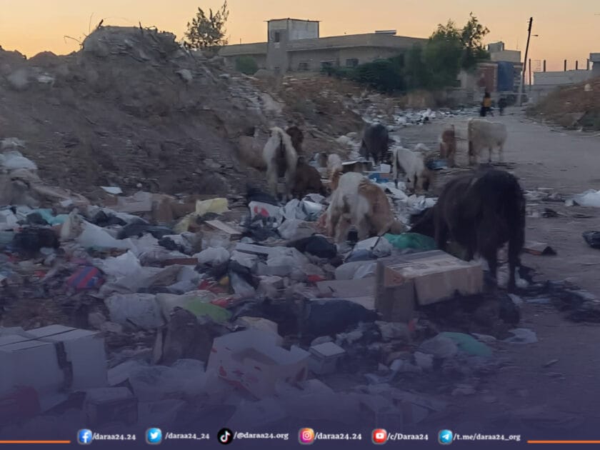 حيوانات تنبش في النفايات قرب المركز الثقافي في حارة العرمة