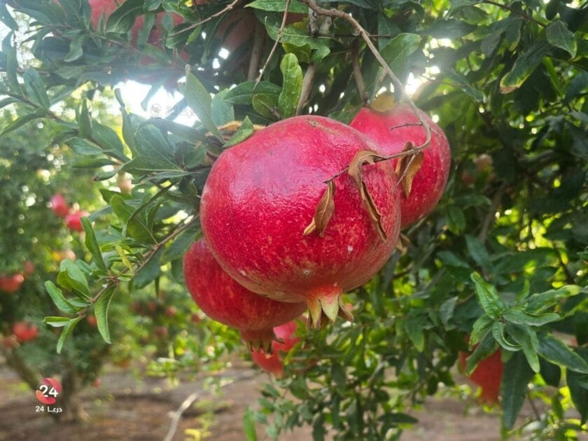من مزارع الرمان في السامرية غربي درعا